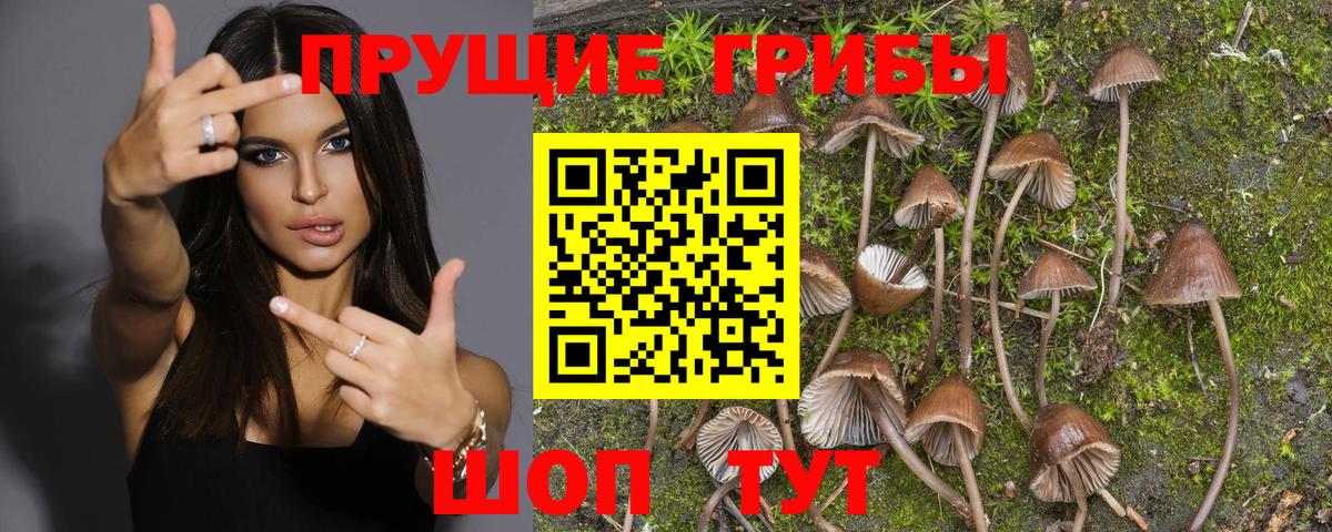 Донской  Галлюциногенные грибы Psilocybine cubensis  Псилоцибиновые грибы Psilocybine cubensis  Вход с VPN 